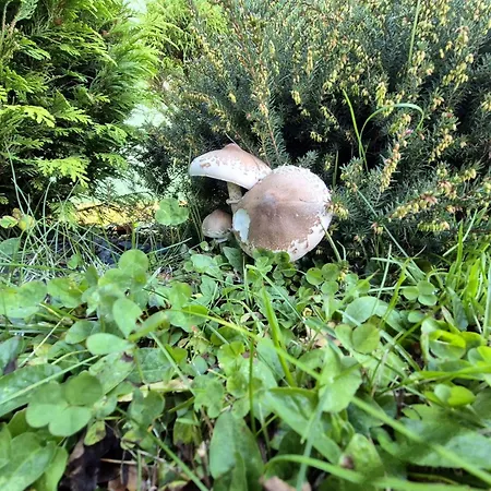 Kotar - 7 Mist Za 1 Cenu Haluzice