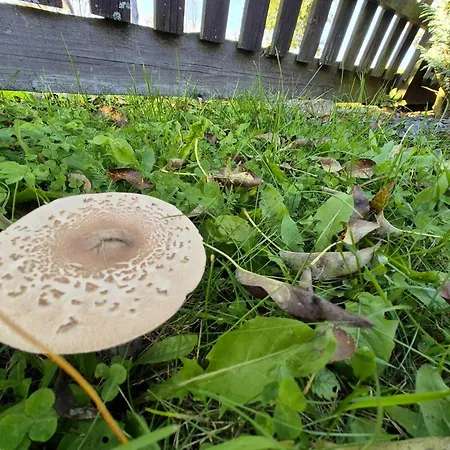 Kotar - 7 Mist Za 1 Cenu Villa Haluzice