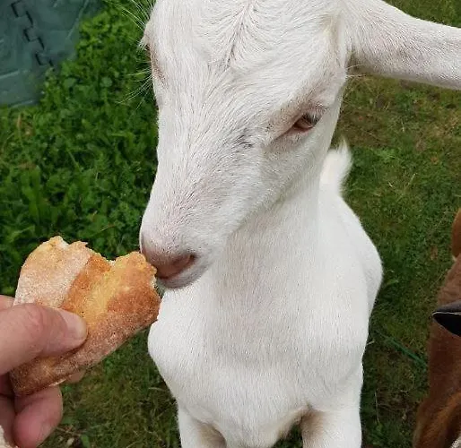 Chalupa Kotar - Klima A 7 Mist Za 1 Cenu * Haluzice